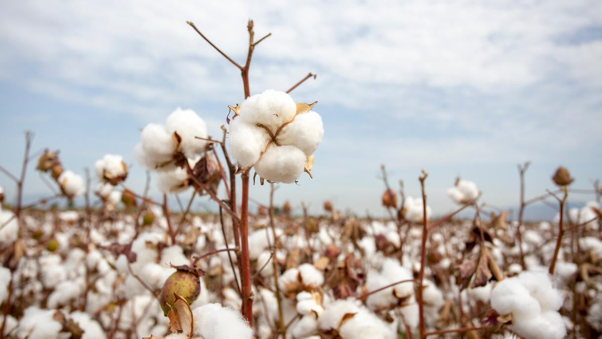 Are we headed for a cotton crisis 