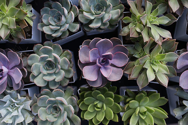 Succulents were included in the gift bags from Benjamin Moore.