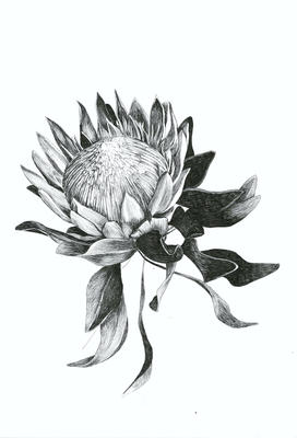 Hand-drawing of the Protea flower for the Dahling Wallpaper