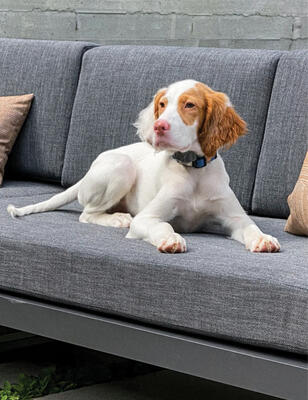 Another furry friend loves the comfort of the Casita sofa 