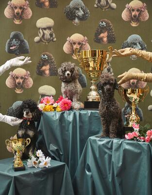 Poodle Parlour wallpaper in Moss (PB012-MO-Roll)