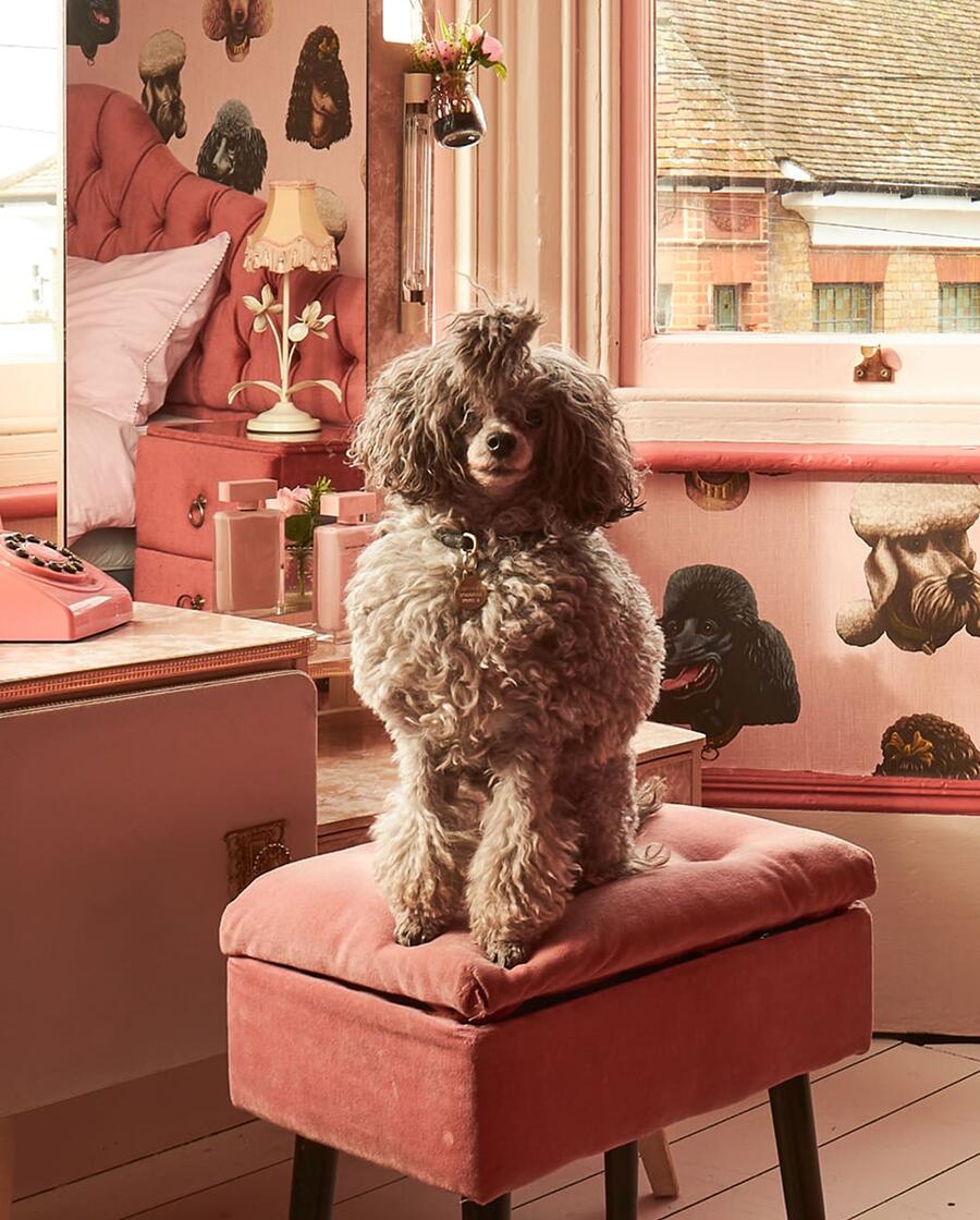 Poodle & Blonde Wallpaper and Fabric Collection