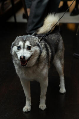 A four-legged guest at the event