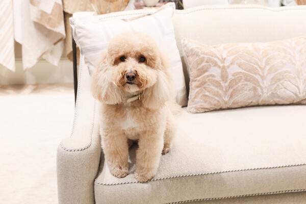 A furry friend, Maddie from Robin Rains Interior Design, got in on the fun