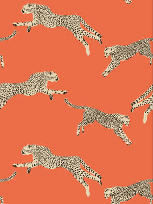 Leaping Cheetah in Clementine
