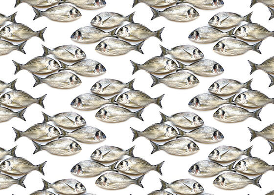 Dourade Fish by Mary Jo Hoffman