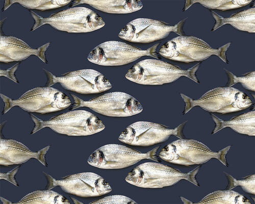 Dourade Fish in Navy by Mary Jo Hoffman