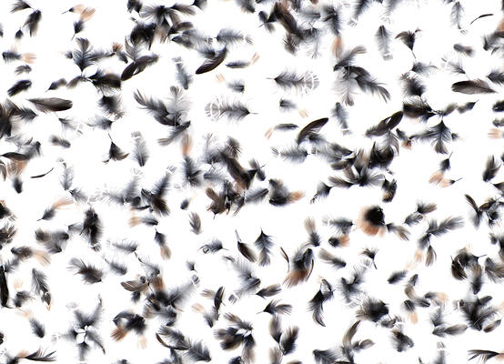 Scattered Feathers by Mary Jo Hoffman